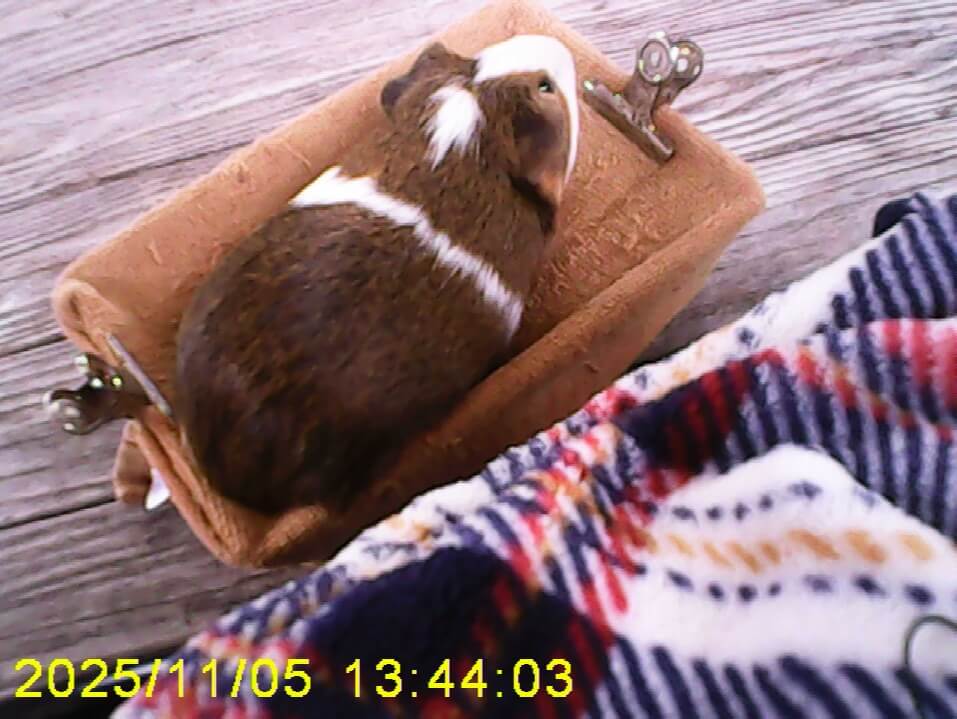 モルモットってかわいいね!