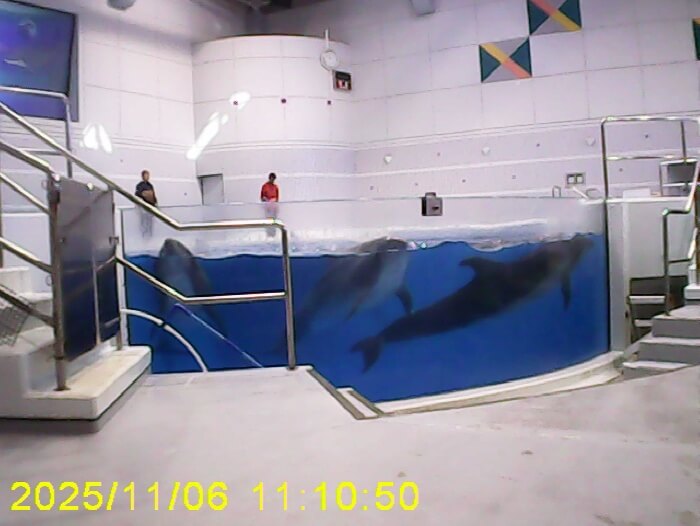 イルカさんだー