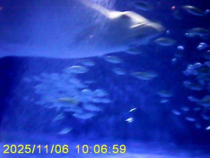 マンタだ、大きいな―!